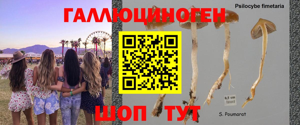 Унеча  Галлюциногенные грибы Psilocybe  закладки  Галлюциногенные грибы ЛСД  Вход с VPN 
